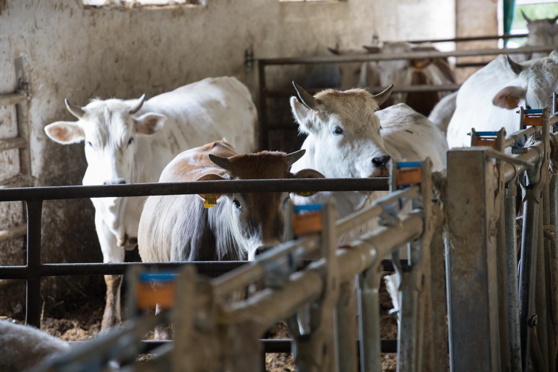 Azienda Agricola Del Quondam Umbria, produzione di vino, olio e legumi e farine